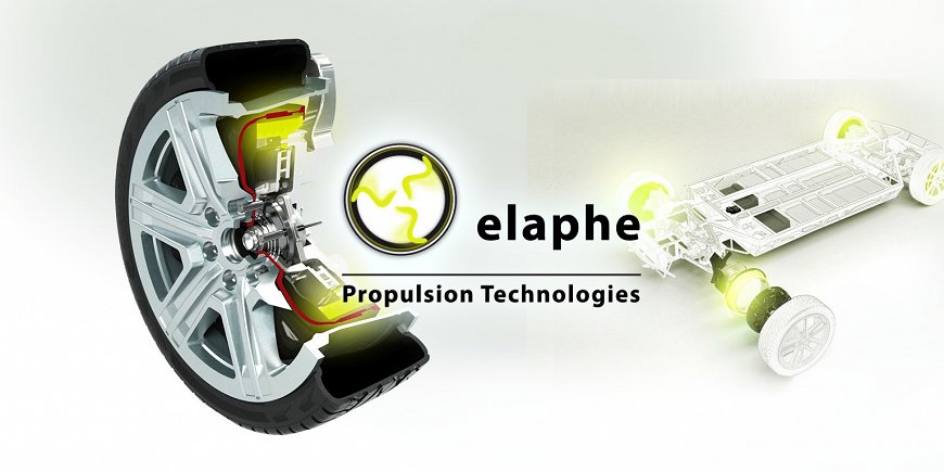 fotka_Elaphe